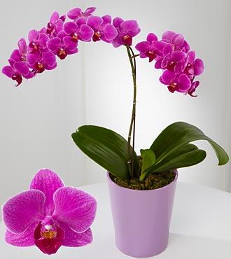 kinh nghiệm trồng tốt chậu lan hồ điệp