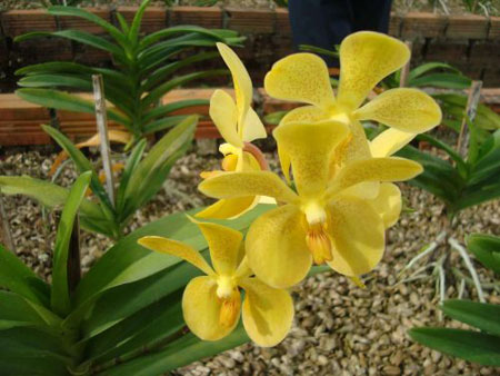 Kinh nghiệm trồng lan mokara