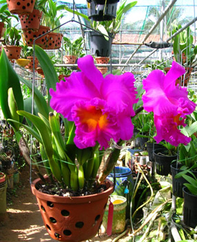 Cham-soc-lan-Cattleya-02.jpg