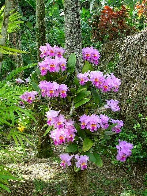 Cham-soc-lan-Cattleya-03.jpg