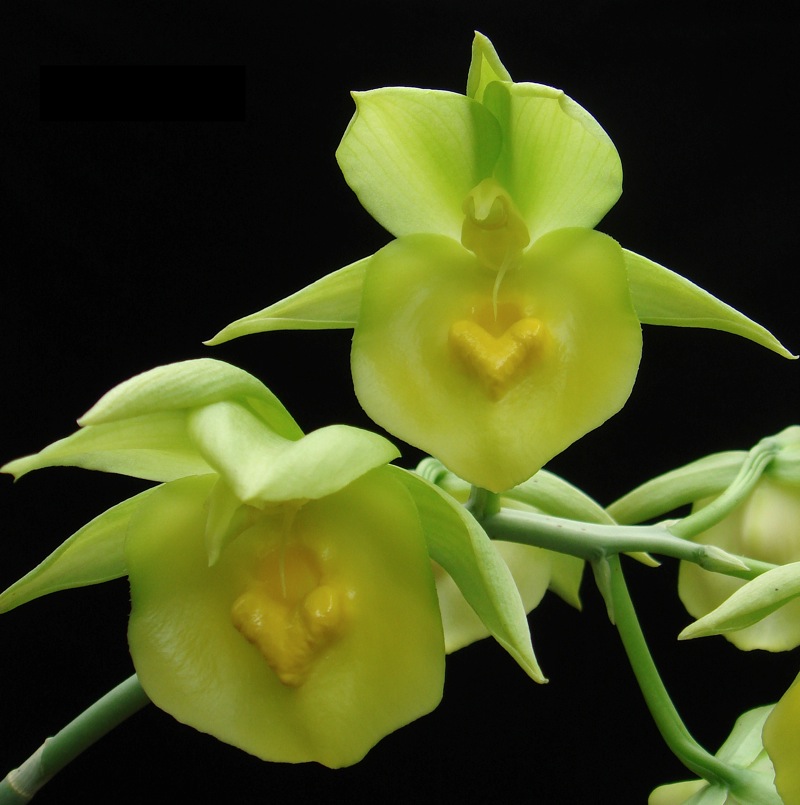 Lan-Catasetum-01.jpg