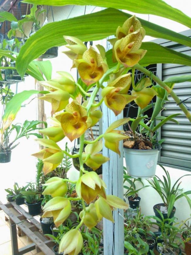 Lan-Catasetum-03.jpg