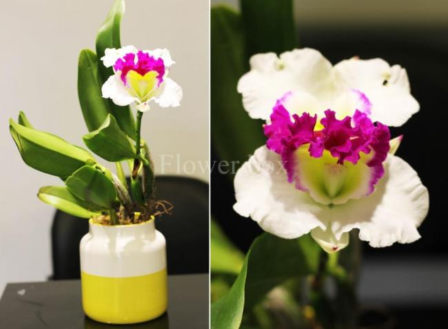 Lan-Cattleya-02.jpg