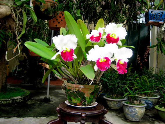 Lan-Cattleya-03.jpg