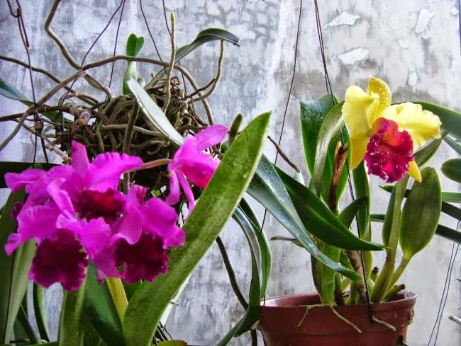 Tach-chiet-lan-cattleya.JPG