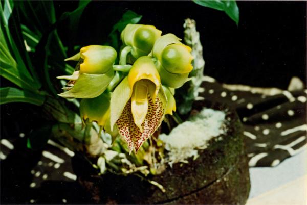 Catasetum_macrocarpum.jpg