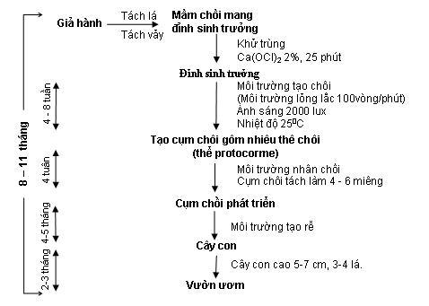 Nhan-giong-In-vitro.jpg