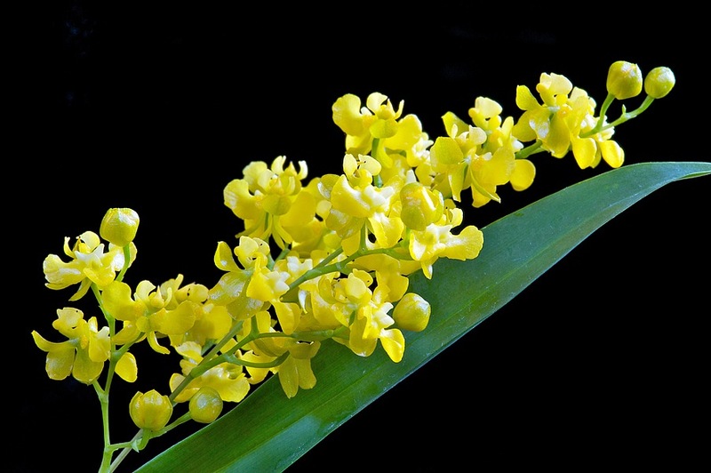 Oncidium-cheirophorum_0.jpg