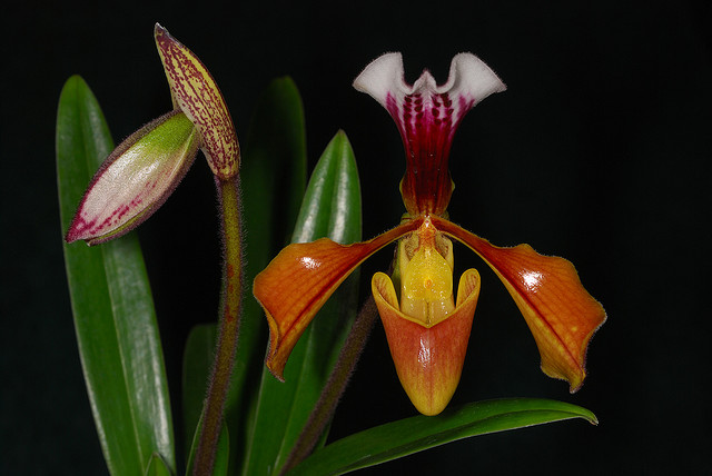 Paphiopedilum-gratrixianum.jpg