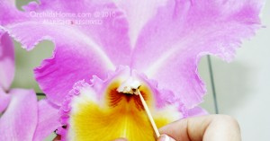 Thu-phan-lan-cattleya-05.jpg