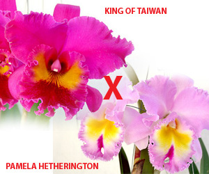 Thu-phan-lan-cattleya.jpg