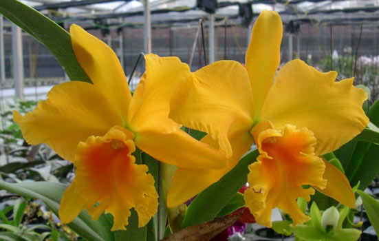 lan-cattleya-01.jpg