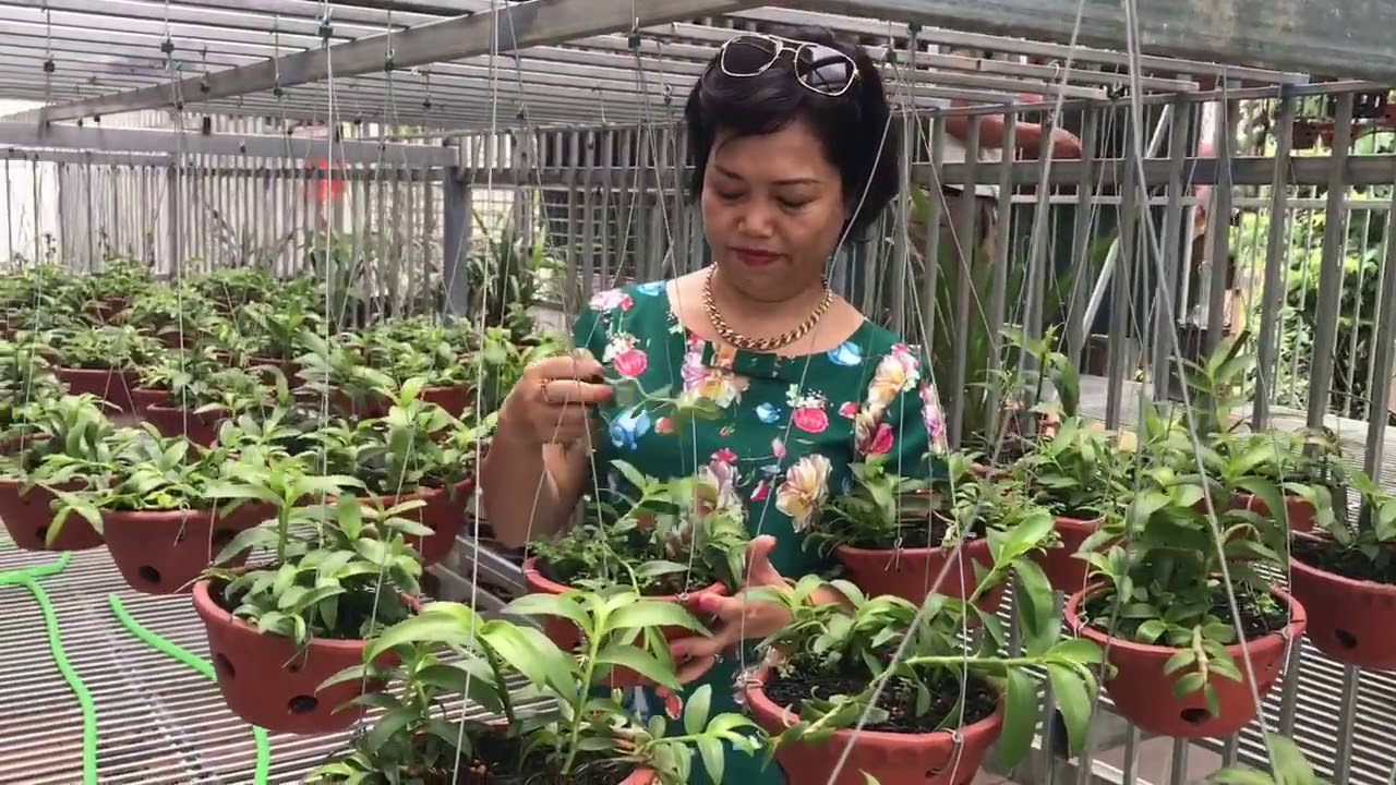 Phương pháp làm cỏ cho lan