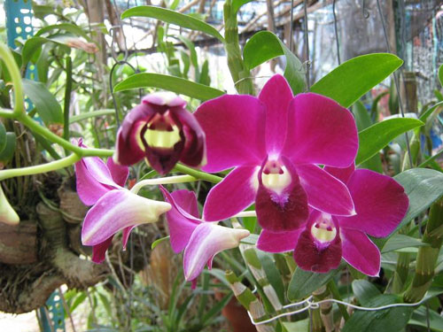 Điều kiện ánh sáng và nhiệt độ lan dendro