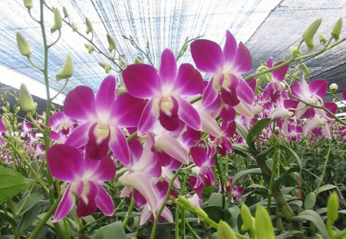 Kỹ thuật nhân giống lan Dendrobium thái