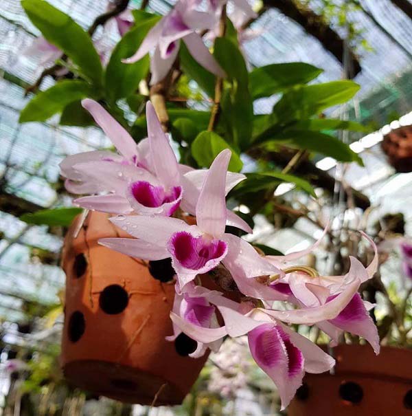 Kỹ thuật nhân giống lan Giả Hạc