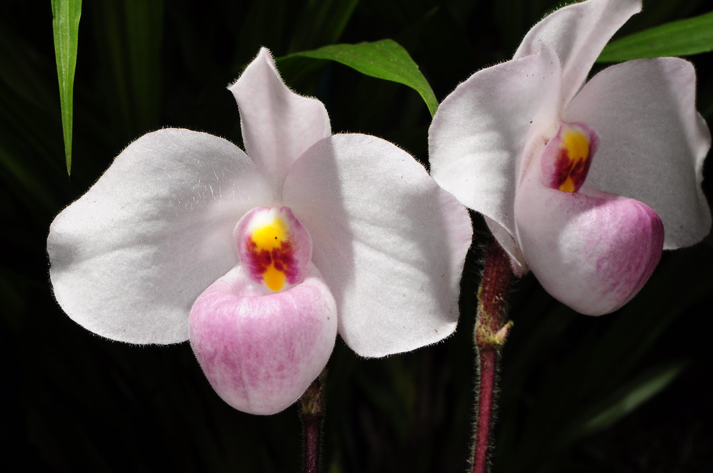 Nguồn gốc và cách nhận dạng lan hài hồng