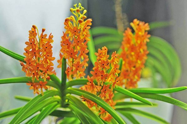 Chăm sóc lan Hỏa Hoàng Cam 