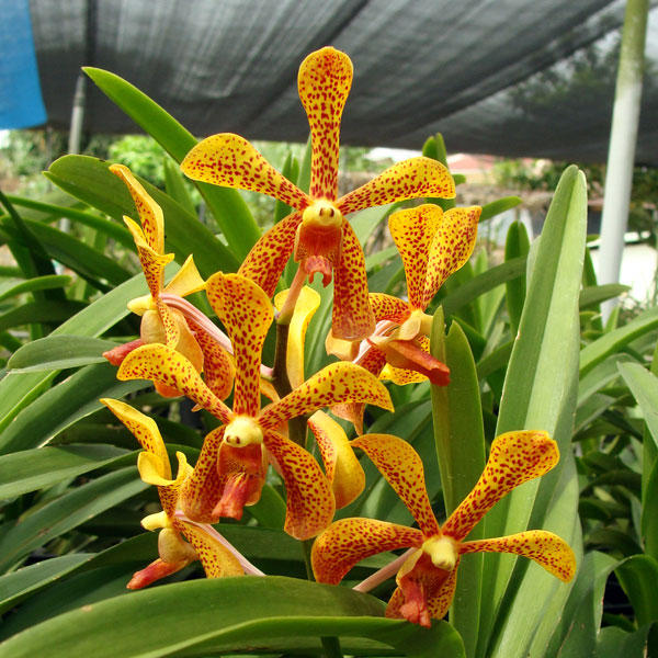 Kinh nghiệm trồng lan Mokara ra hoa dịp tết