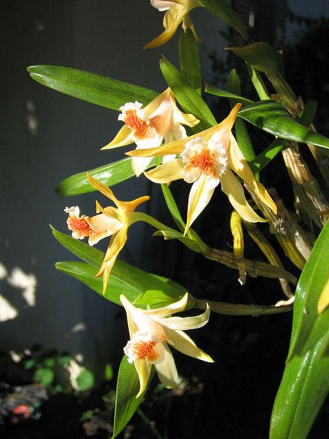 Cách trồng lan nhất điểm hoàng