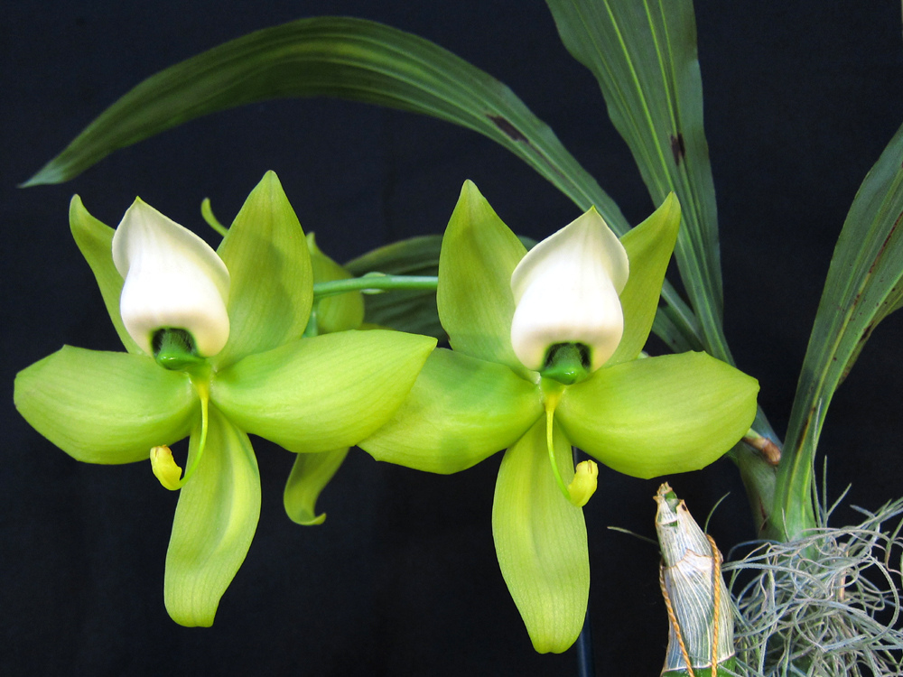 Cách trồng lan thiên nga