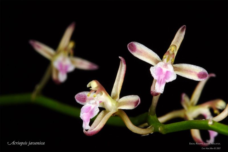 Cách trồng lan tổ yến