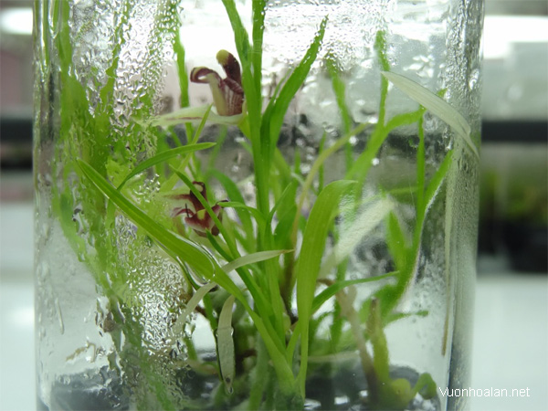 Môi trường nuôi cấy lan