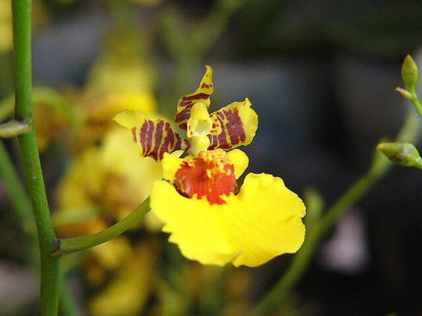 Nhân giống lan Vũ Nữ bằng phương pháp nuôi cấy mô