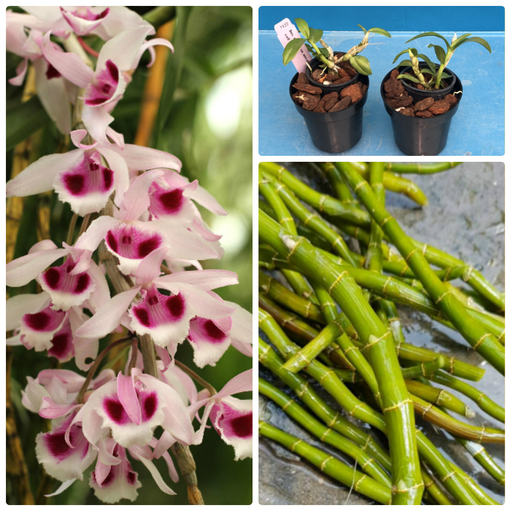 Bí kíp nhân giống lan Giả hạc bằng thân cây già