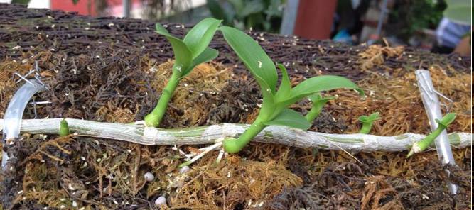 Kỹ thuật nhân giống phong lan