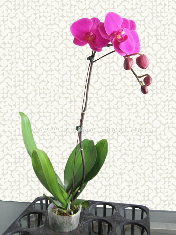 Nhân giống lan bằng phương pháp chiết cành