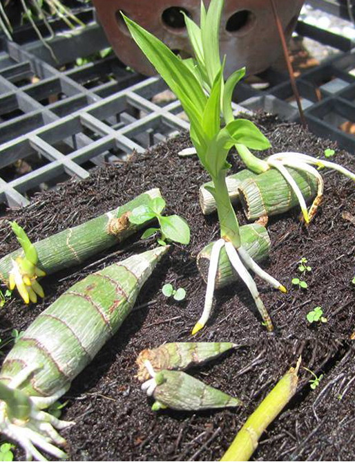 Nhân giống lan bằng phương pháp cắt khúc