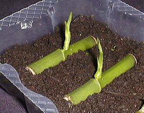 Nhân giống lan bằng phương pháp giâm cành