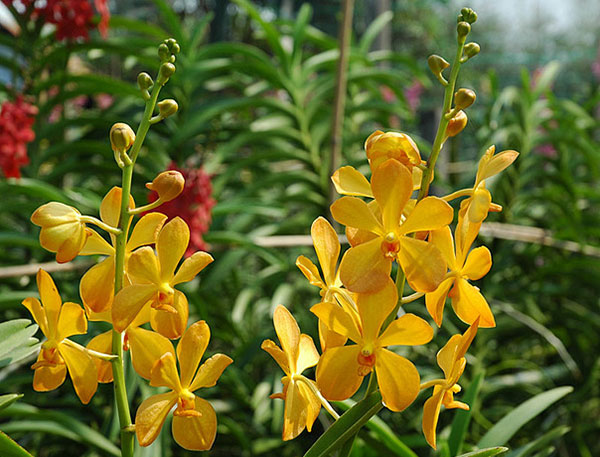 Kỹ thuật nhân giống lan cắt cành Mokara