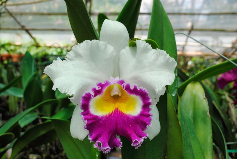 Kỹ thuật nhân giống lan Cattleya