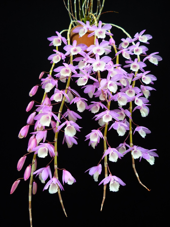 Cách nhân giống lan Hoàng Thảo