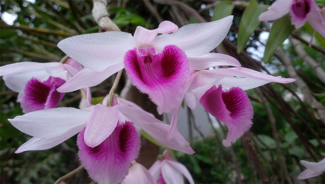 Cách phân biệt lan hạc vỹ và phi điệp