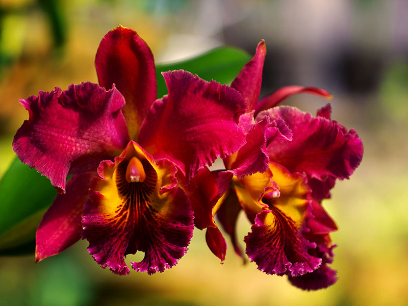 Nhu cầu phân bón cho lan cattleya