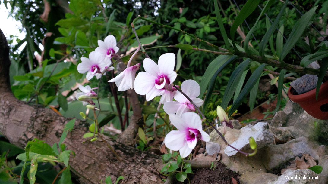 Bí quyết sử dụng phân hữu cơ trồng lan