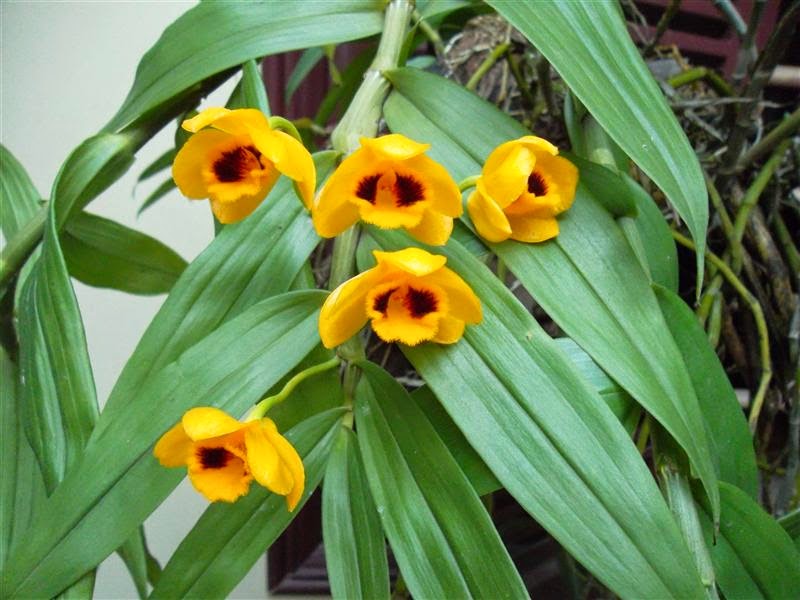 Lan Phi điệp vàng