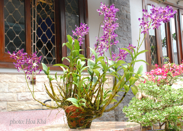 Cách thay chậu, cắt tỉa và dựng cọc cho cây lan