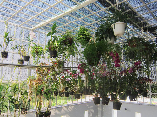 Tuổi thọ và thời gian ra hoa của phong lan