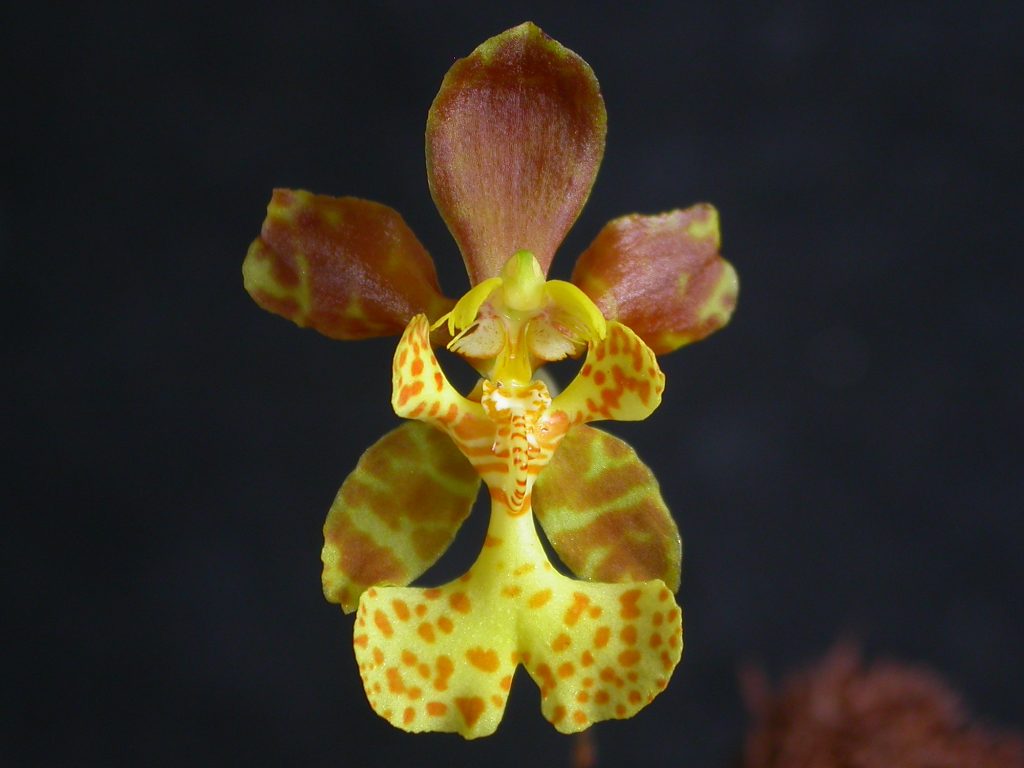 Cách trồng lan Psychopsiella và Psychopsis