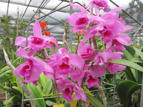 Trồng lan Lưỡng Điểm hạc