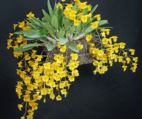 Cách trồng lan Hoàng Thảo