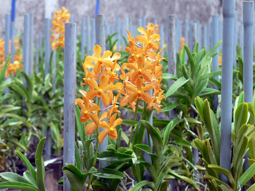 3 phương pháp trồng lan cắt cành