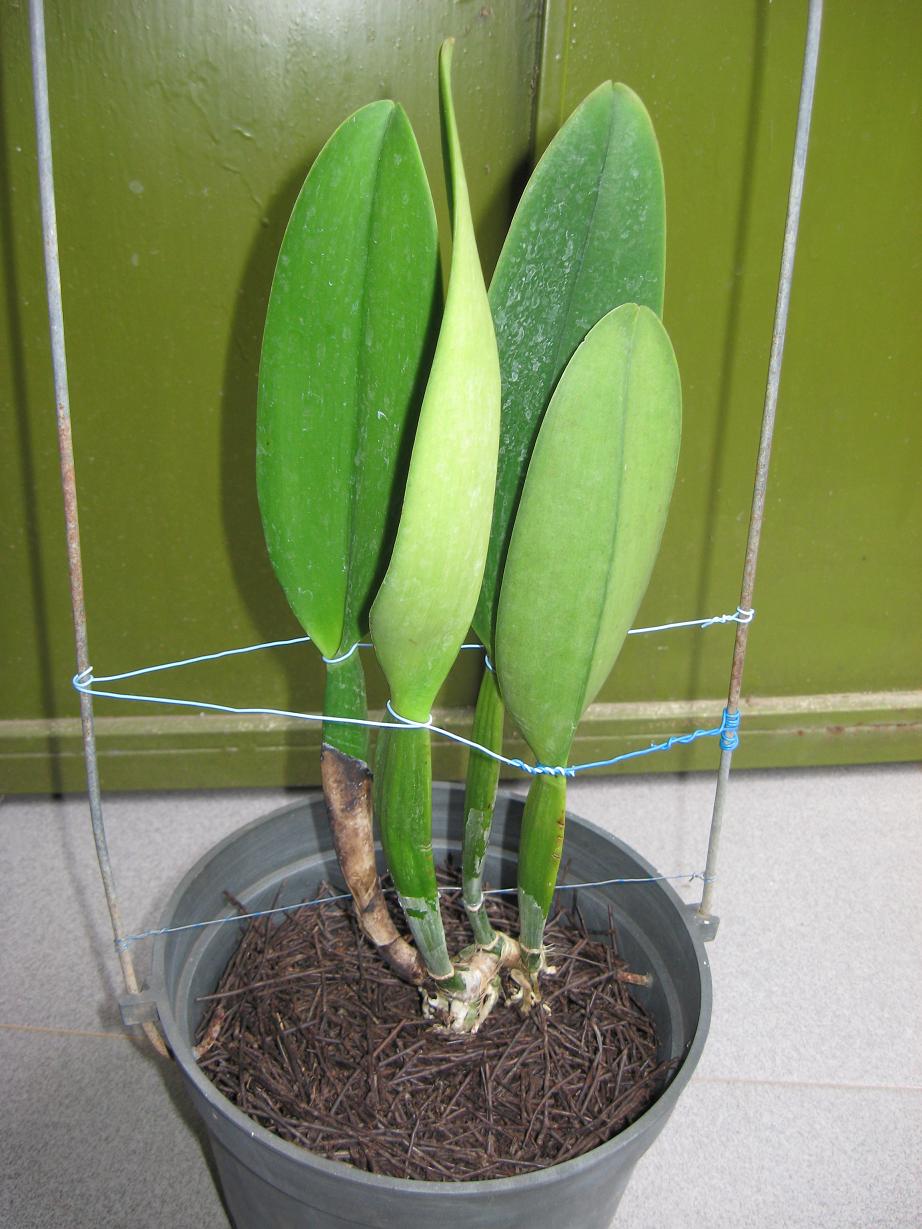 Kỹ thuật trồng lan Cattleya con