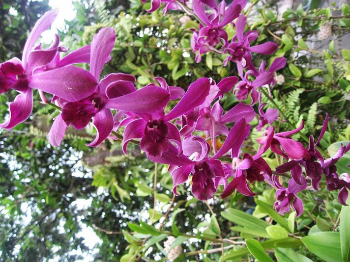 Trồng lan Dedrobium