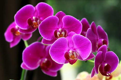 Kỹ thuật trồng lan Hồ Điệp nuôi cấy mô