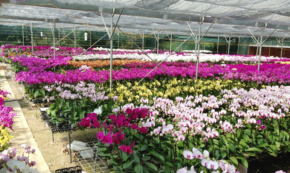 Trồng lan hồ điệp